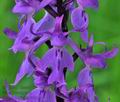 Orchis_mascula_br8417