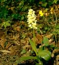 Orchis_pallens_4124