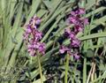 Orchis_picta_11536