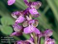 Orchis_picta_11537