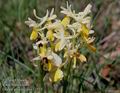 Orchis_provincialis_11533
