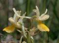 Orchis_provincialis_11534