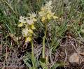 Orchis_provincialis_11535