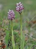 Orchis_simia_dc7978