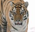 Panthera_tigris_ad9578
