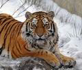 Panthera_tigris_hy9909