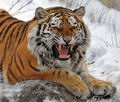Panthera_tigris_hy9910