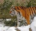 Panthera_tigris_hy9935
