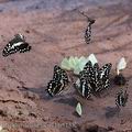 Papilio_demodocus_bb5135