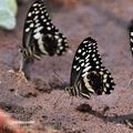 Papilio_demodocus_bb5141