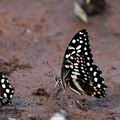 Papilio_demodocus_bb5159