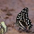 Papilio_demodocus_bb5175