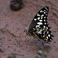 Papilio_demodocus_bb5183