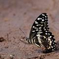 Papilio_demodocus_bb5191