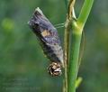Papilio machaon bu1882