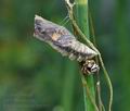Papilio machaon bu1964
