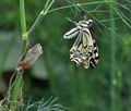 Papilio machaon bu2008