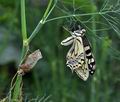 Papilio machaon bu2058