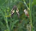 Papilio machaon bu2173