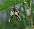 Papilio machaon bu2209