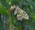 Papilio machaon bu2247