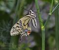 Papilio machaon bu2267