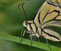 Papilio machaon bu2287