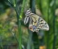 Papilio machaon bu2303