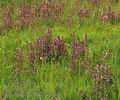 Pedicularis_palustris_bg0836