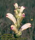 Pedicularis_sceptrum-carolinum_4454