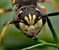 Philanthus_triangulum_jn5102s