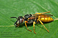 Philanthus_triangulum_jn5263s