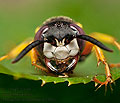 Philanthus_triangulum_jn5308s