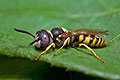 Philanthus_triangulum_jn6005s