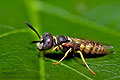 Philanthus_triangulum_jn8935s