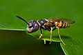 Philanthus_triangulum_jn8950s