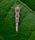 Phyllonorycter_issikii_cp7501s