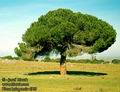 Pinus_halopensis_4909