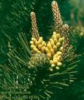 Pinus_sylvestris_6530
