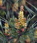 Pinus_sylvestris_bf8895