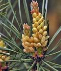 Pinus_sylvestris_bf8911