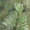 Pinus_uncinata_af3143