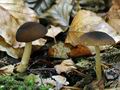 Pluteus_luctuosus_hy6784