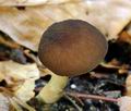 Pluteus_luctuosus_hy6788