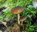Pluteus_luctuosus_hy6797