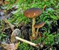 Pluteus_luctuosus_hy6802