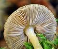 Pluteus_luctuosus_hy6818