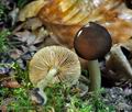 Pluteus_luctuosus_hy6823