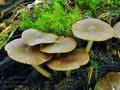 Pluteus_luctuosus_hy8282