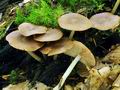 Pluteus_luctuosus_hy8284